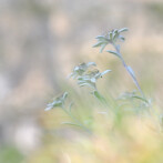 Paul Sürth – edelweiss
